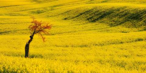 Rapeseed yellow field and cherry blossom. Spring flower