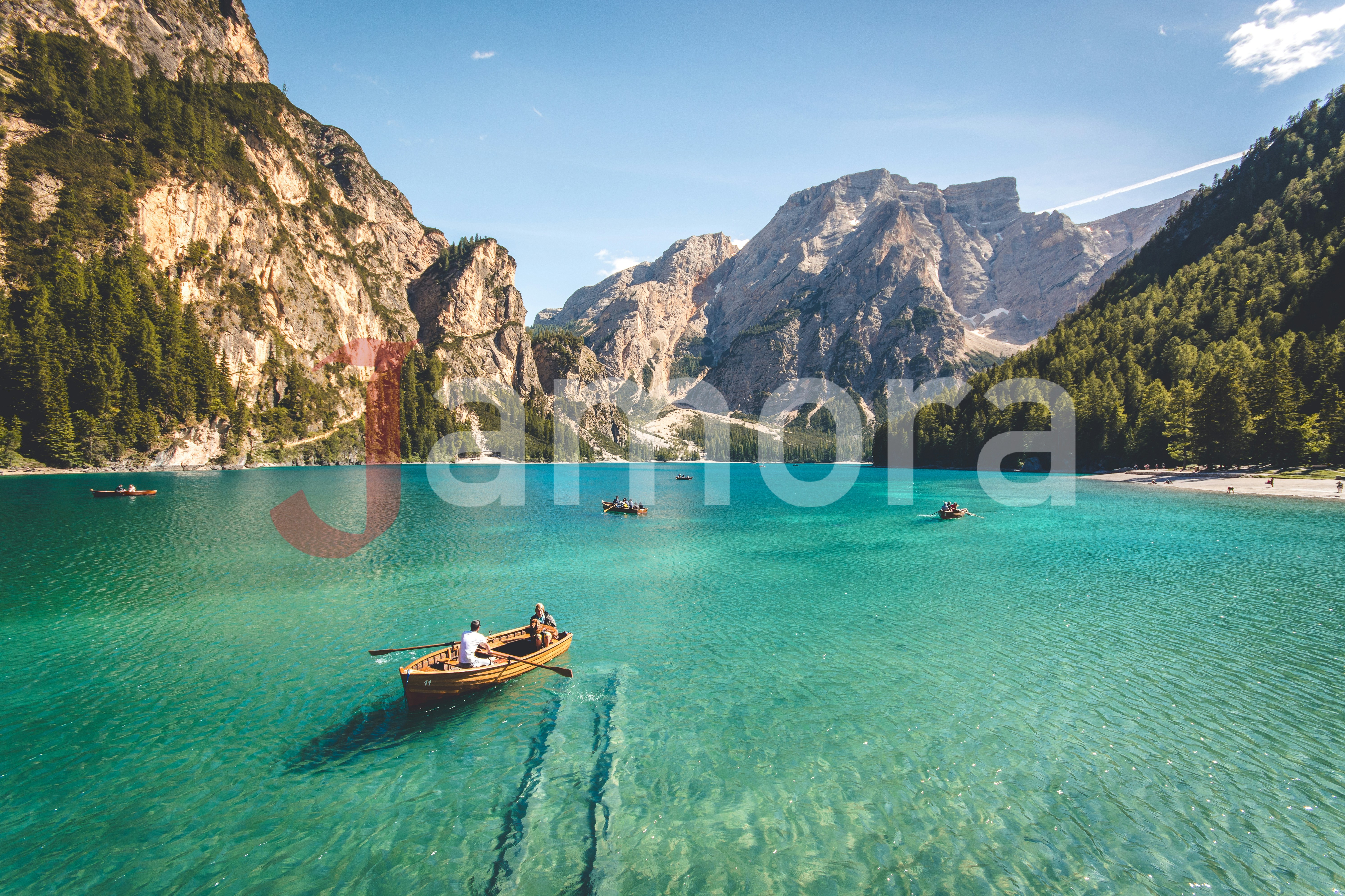 Rapeseed yellow field and cherry blossom. Spring flower
