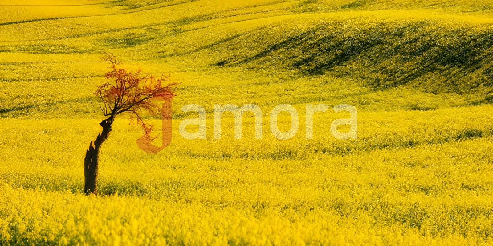Rapeseed yellow field and cherry blossom. Spring flower